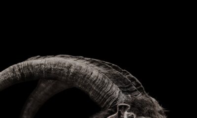 The Witch (Cadı) konusu ve film afişi
